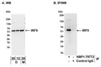 IRF9 IRF9 Antibody NBP178772 Novus Biologicals