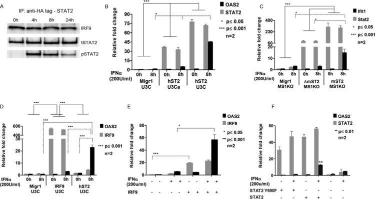 IRF9 STAT2IRF9 directs a prolonged ISGF3like transcriptional response