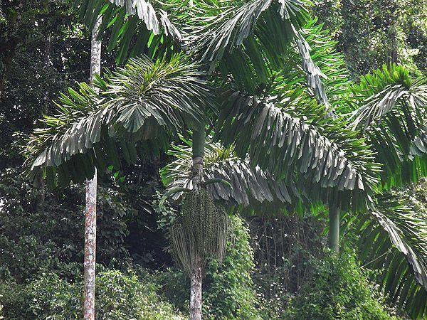 Iriartea Iriartea deltoidea Palmpedia Palm Grower39s Guide