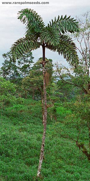 Iriartea Iriartea deltoidea Amazonia buy seeds at rarepalmseedscom