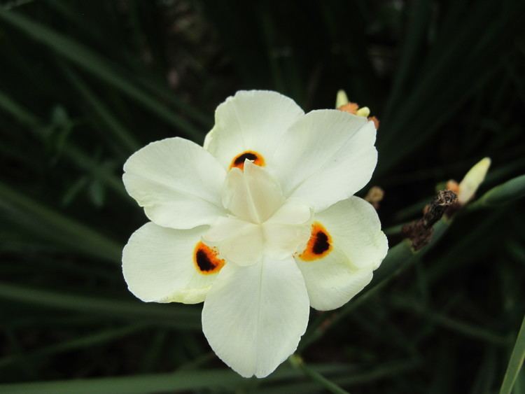 Iridaceae Classification The Orders and Families of Monocots