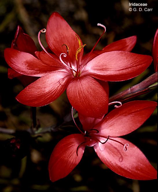 Iridaceae Flowering Plant Families UH Botany