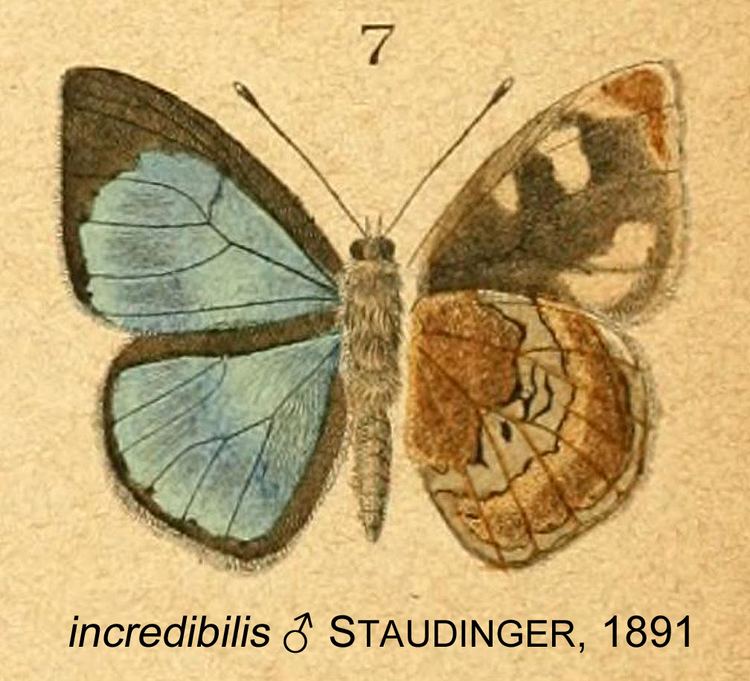 Iridana incredibilis