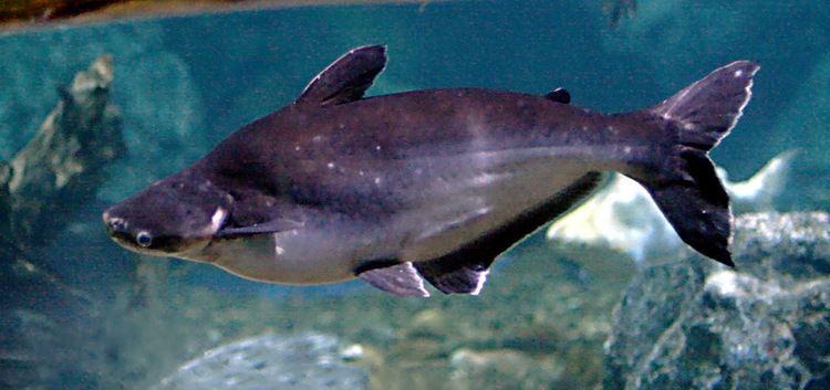 Iridescent shark Iridescent Shark Freshwater Aquarium Fish Article and Pictures