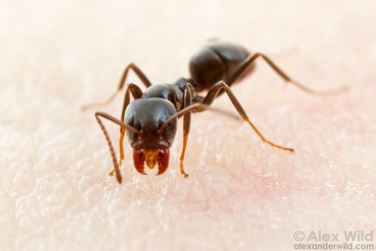 Iridomyrmex Iridomyrmex Alex Wild Photography