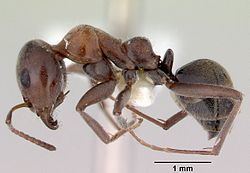 Iridomyrmex anderseni httpsuploadwikimediaorgwikipediacommonsthu