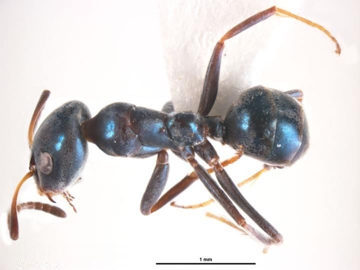 Iridomyrmex coeruleus