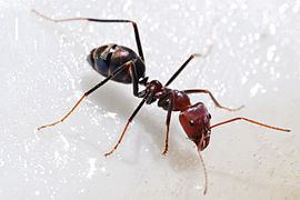 Iridomyrmex Iridomyrmex Wikipedia