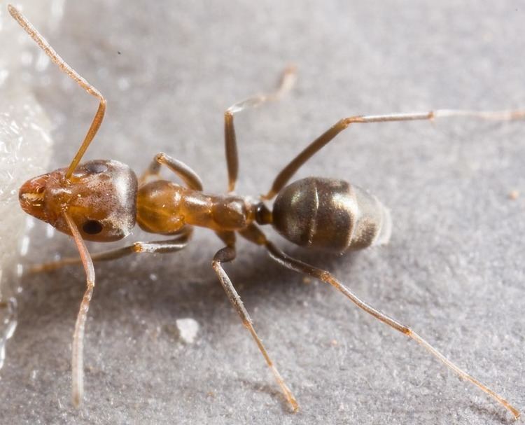 Iridomyrmex Iridomyrmex anceps group PIAkey factsheet