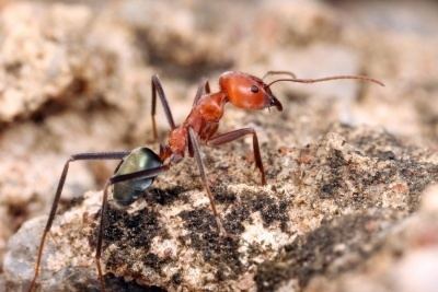 Iridomyrmex Iridomyrmex reburrus AntWiki