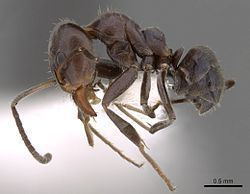 Iridomyrmex rufoniger httpsuploadwikimediaorgwikipediacommonsthu