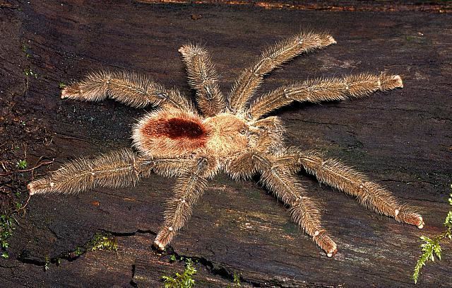 Iridopelma Iridopelma hirsutum Pocock 1901 male Brazil Tarantulas Bird