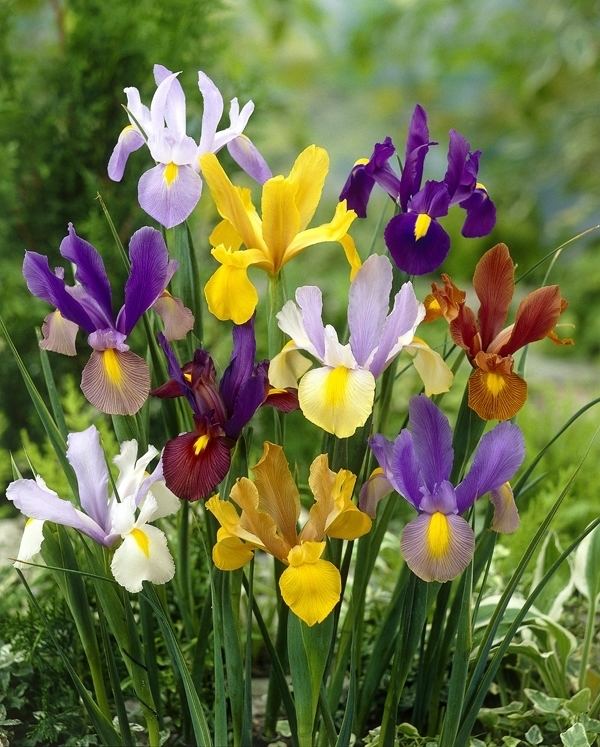 Iris × hollandica Bulbs are Easy bulbsareeasycom Fall Bulbs Dutch Iris Iris