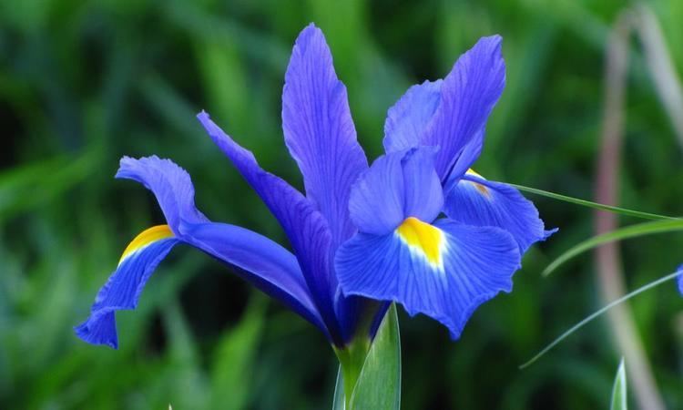 Iris × hollandica Iris hollandica Blue Magic