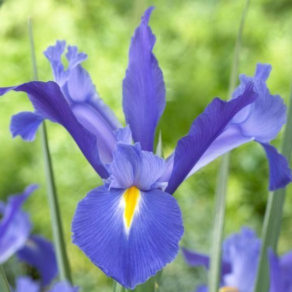 Iris × hollandica Dutch Iris Iris Hollandica Dutch Iris Hollandica from Bulbs to Blooms