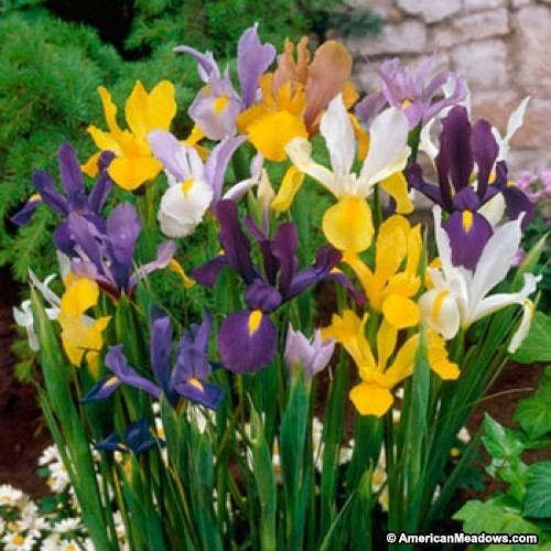 Iris × hollandica Dutch Iris Bulbs Mix Iris hollandica American Meadows