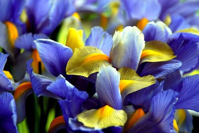 Iris × hollandica httpswwwgardenianetrenditionsliderdetailu