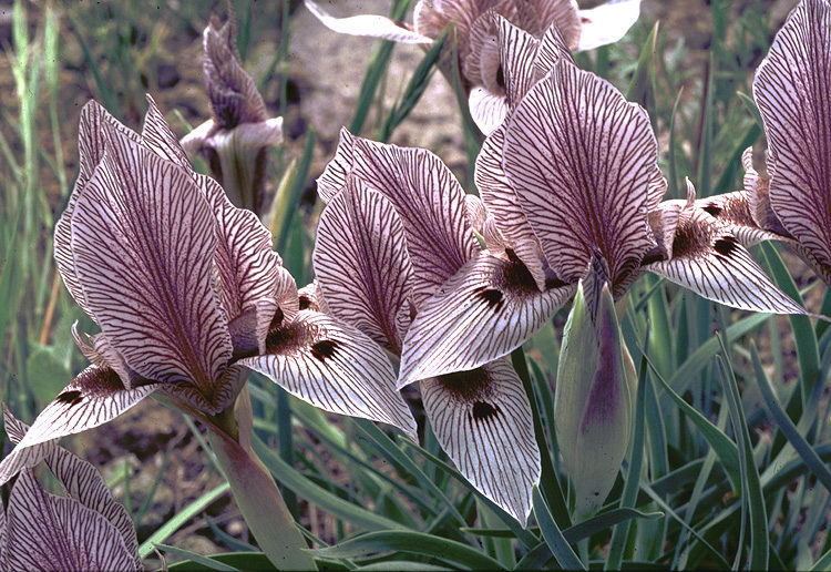 Iris acutiloba wikiirisesorgpubSpecSpecAcutilobaIrisacutil