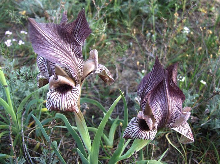 Iris acutiloba Iris acutiloba