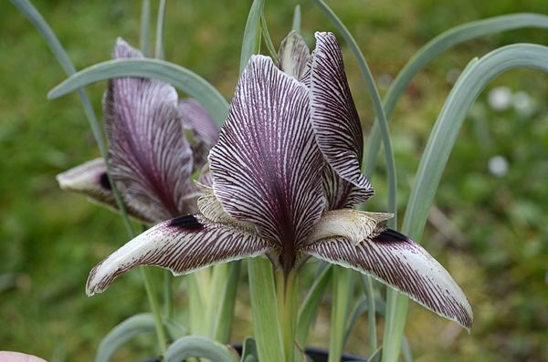 Iris acutiloba Iris acutiloba