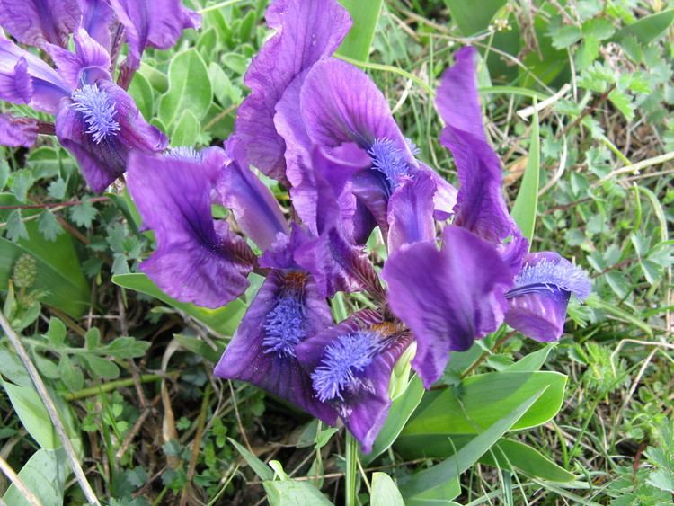 Iris aphylla httpsuploadwikimediaorgwikipediacommons88