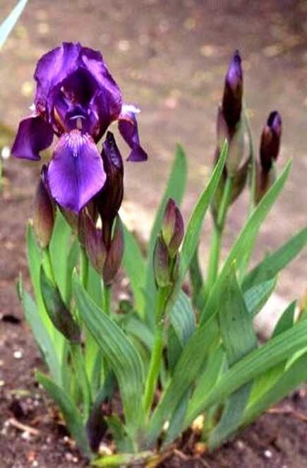 Iris aphylla SpecAphylla lt Spec lt TWiki