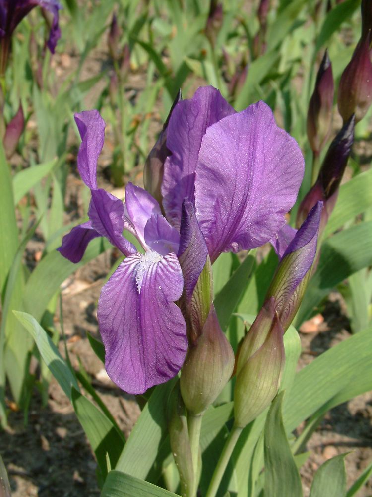 Iris aphylla Iris aphylla Wikipedia