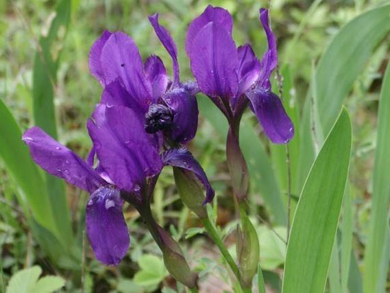 Iris aphylla BOTANYcz IRIS APHYLLA subsp HUNGARICA Waldst et Kit Hegi