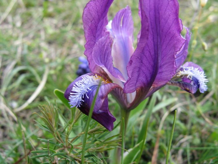 Iris aphylla FileMagyar nszirom Iris aphyllajpg Wikimedia Commons