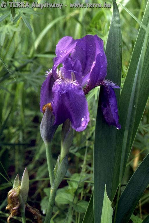 Iris aphylla subsp. hungarica wwwterrahuhaznovjpgIrisaphyllahungarica251