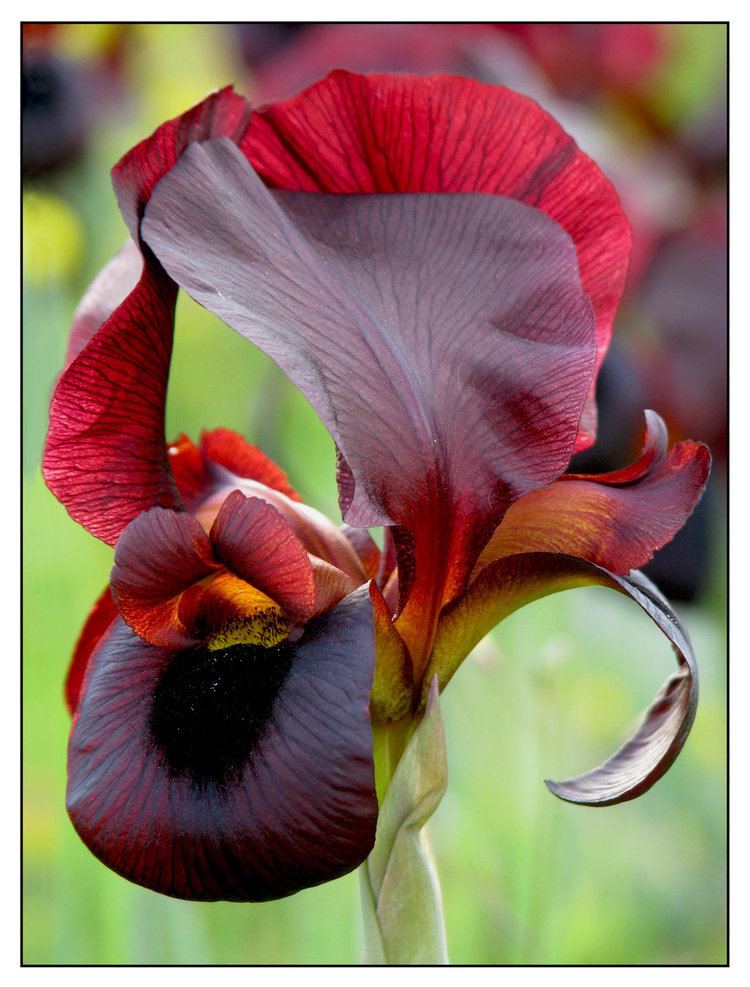 Iris atropurpurea Iris atropurpurea by maska13 Flowers trees and shrubs Pinterest