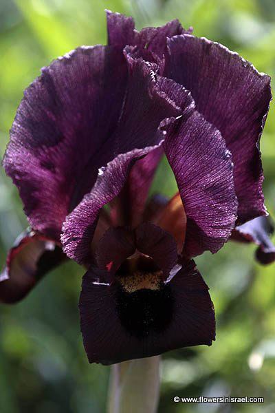 Iris atropurpurea Iris atropurpurea