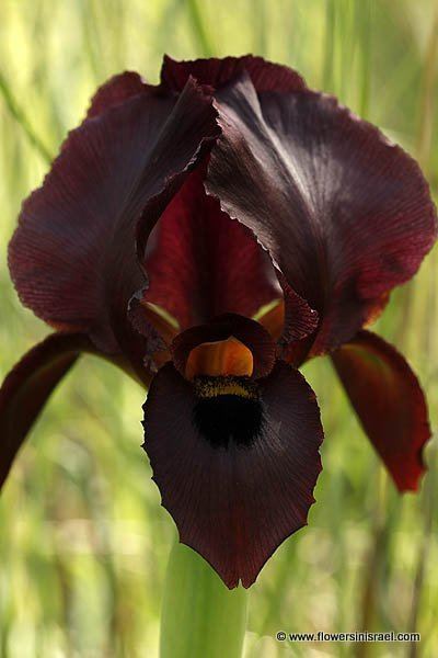 Iris atropurpurea The Irises Dora Rainpool nature park