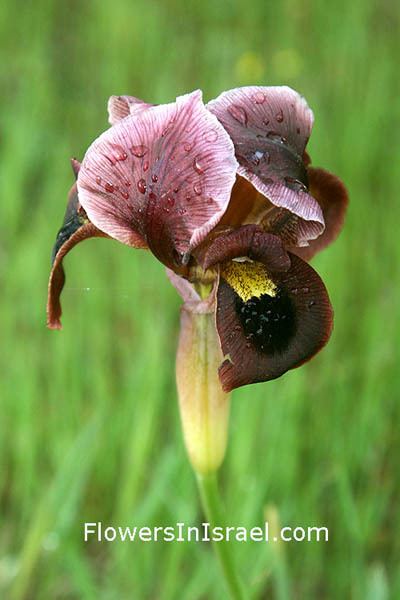 Iris atropurpurea Iris atropurpurea