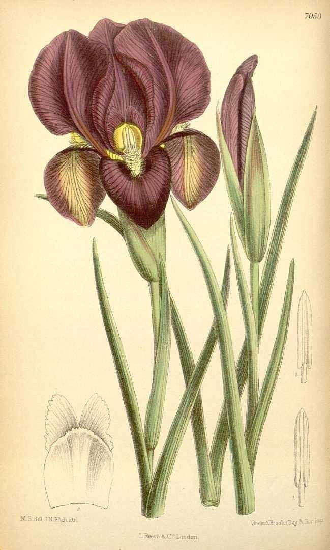 Iris barnumiae