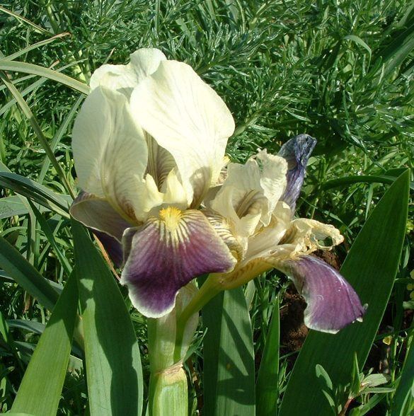 Iris bicapitata wwwpacificbulbsocietyorgpbswikifilesIrisIris