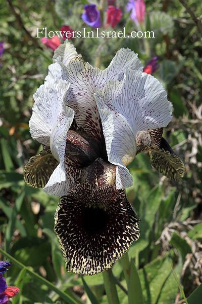 Iris bismarckiana Iris bismarckiana