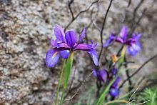 Iris boissieri httpsuploadwikimediaorgwikipediacommonsthu