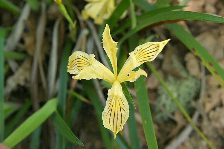 Iris bracteata httpswwwfsfeduswildflowersbeautyirisPaci
