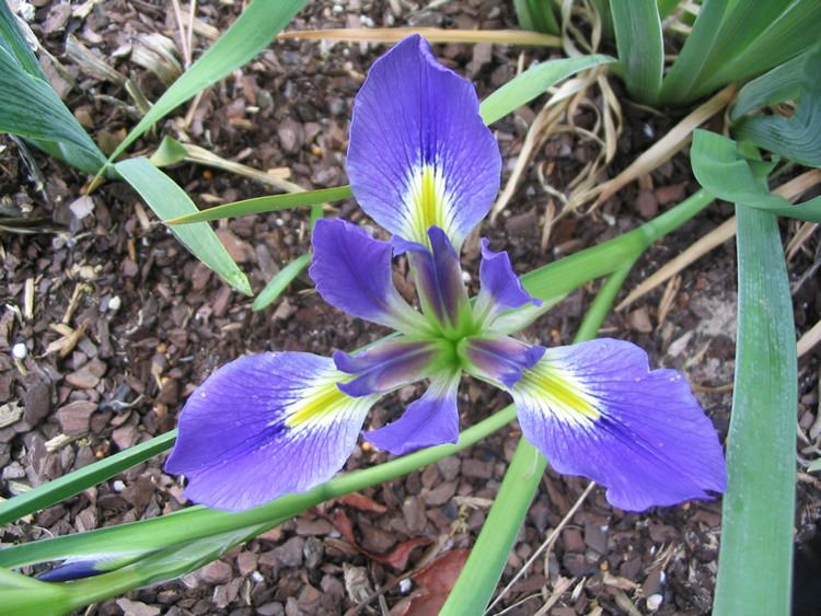 Iris brevicaulis httpswwwfsfeduswildflowersbeautyirisloui
