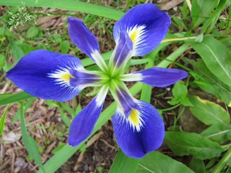Iris brevicaulis World of Irises Iris brevicaulis the Short Stemmed Iris