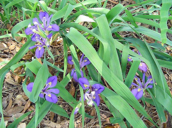 Iris brevicaulis Louisiana Iris Species brevicaulis In The Garden