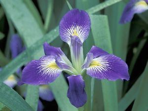 Iris brevicaulis Zigzag Iris Grow Native