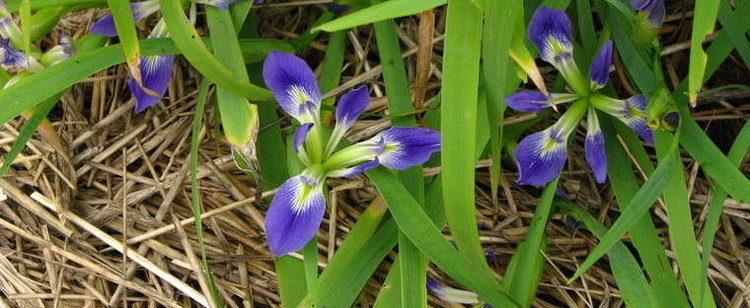 Iris brevicaulis Zig Zag Iris Iris brevicaulis