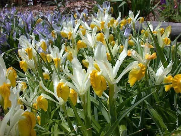 Iris bucharica Pacific Bulb Society Juno irises AI