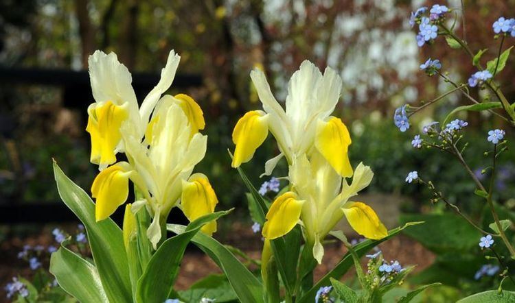 Iris bucharica bucharica