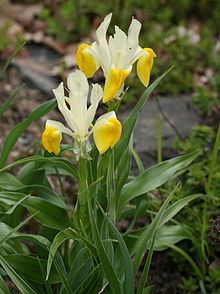Iris bucharica httpsuploadwikimediaorgwikipediacommonsthu