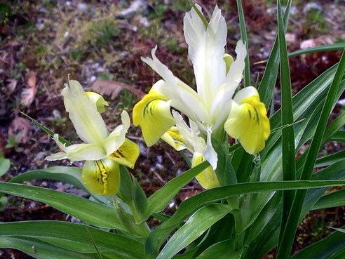 Iris bucharica Pacific Bulb Society Juno irises AI