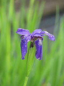 Iris bulleyana httpsuploadwikimediaorgwikipediacommonsthu