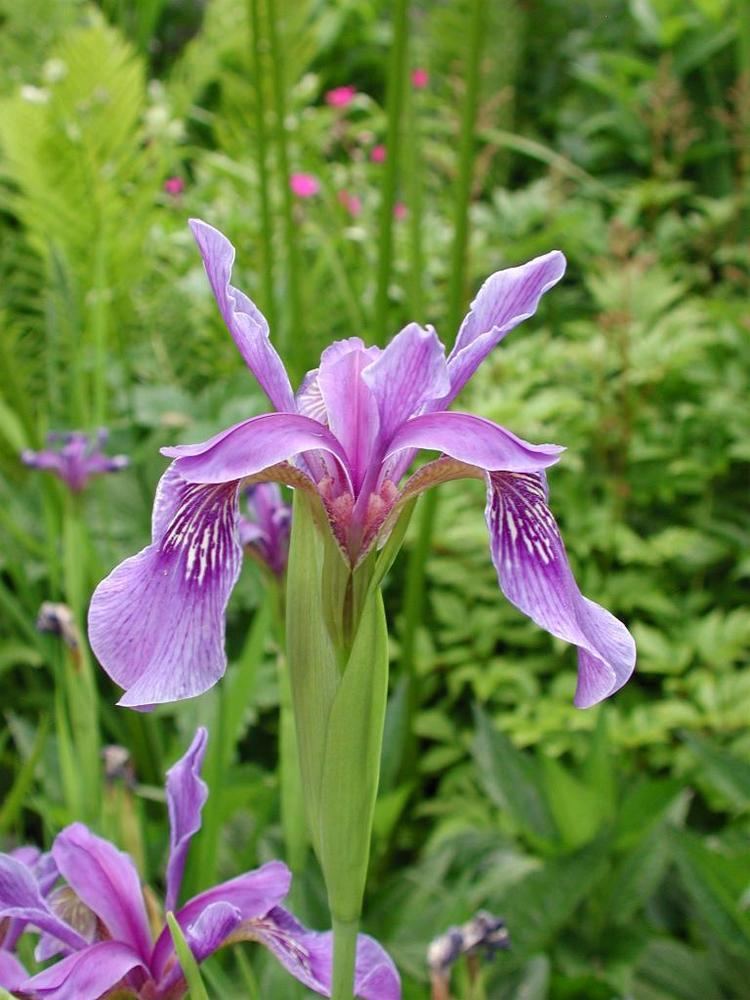 Iris bulleyana SIGNA The Species Iris Group of North America